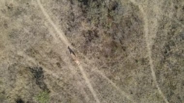 İnsansız hava aracı görüntüsü, genç aslanların sabah Afrika savanasında kaplanlarla gurur duymalarını gösteriyor.