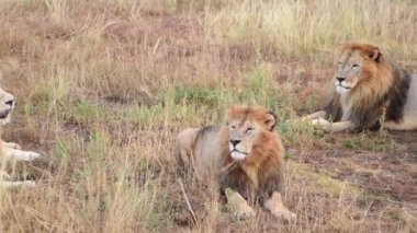 Vahşi aslanlar, Afrika savanasında sabah güneşinin doğuşuyla gurur duyarlar.
