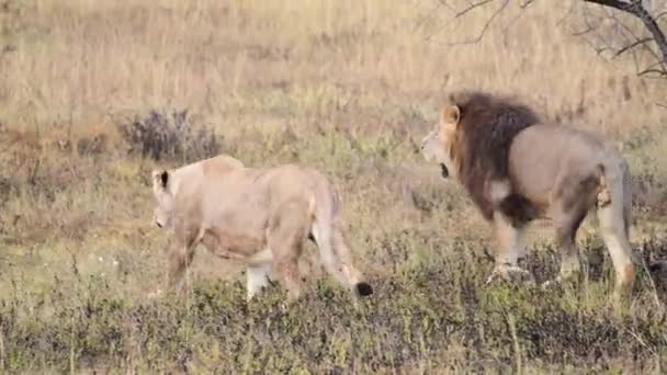 Divocí lvi hrdí na africkou savanu odpočívající v ranních paprscích východu slunce — Stock video