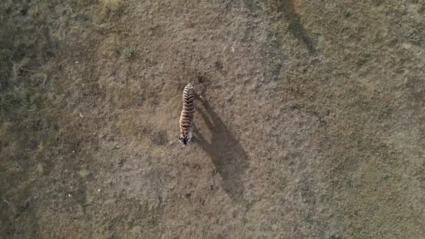 Drone ver imagens de leões jovens orgulho na savana africana na parte da manhã com tigres no parque nacional — Vídeo de Stock