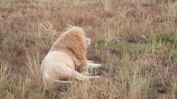 野生狮子在非洲大草原的骄傲在晨曦中休息 — 图库视频影像
