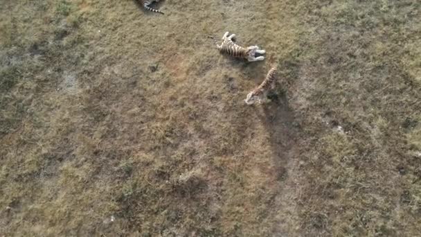 Drone vista filmato di giovani leoni orgoglio in savana africana al mattino con tigri nel parco nazionale — Video Stock