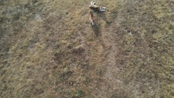 Images de drones de jeunes lions fiers de la savane africaine le matin avec des tigres dans le parc national — Video