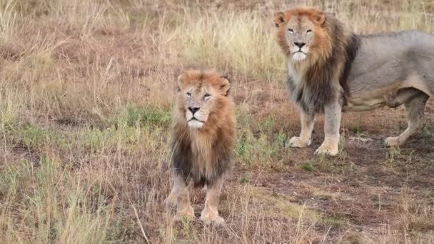 Los leones salvajes se enorgullecen de la sabana africana descansando en los rayos del amanecer de la mañana — Vídeo de stock
