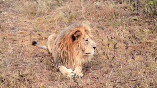 Divocí lvi hrdí na africkou savanu odpočívající v ranních paprscích východu slunce — Stock video