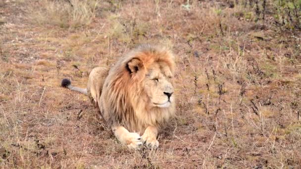 Leoni selvatici orgogliosi della savana africana che riposa ai raggi del sole del mattino — Video Stock