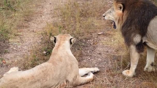 Dzikie lwy dumne z afrykańskiej sawanny odpoczywają w porannych promieniach słońca — Wideo stockowe