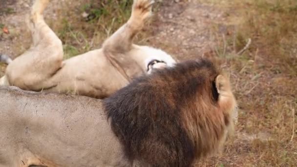 아프리카 의대 초원에 사는 야생 사자들은 아침 햇살을 받으며 휴식을 취하고 있다 — 비디오
