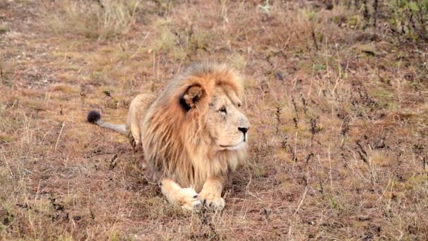 Дикие львы гордятся африканской саванной, отдыхающей в утренних лучах восхода солнца — стоковое видео