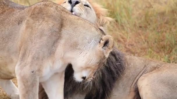 Divocí lvi hrdí na africkou savanu odpočívající v ranních paprscích východu slunce — Stock video