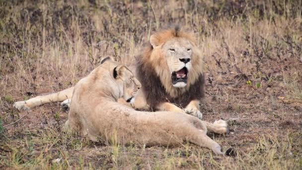 Wilde Löwen sind stolz auf afrikanische Savanne, die sich in den Morgensonnenstrahlen ausruht — Stockvideo