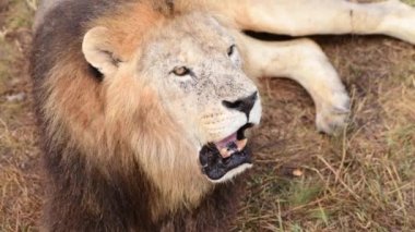Vahşi aslanlar, Afrika savanasında sabah güneşinin doğuşuyla gurur duyarlar.