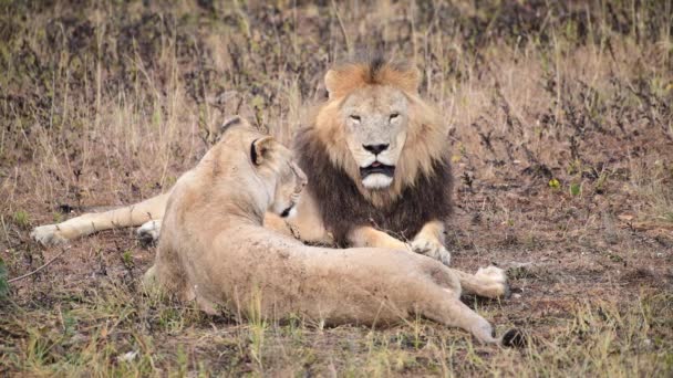 Дикі леви пишаються африканською саваною, відпочиваючи в ранкових променях сонця — стокове відео