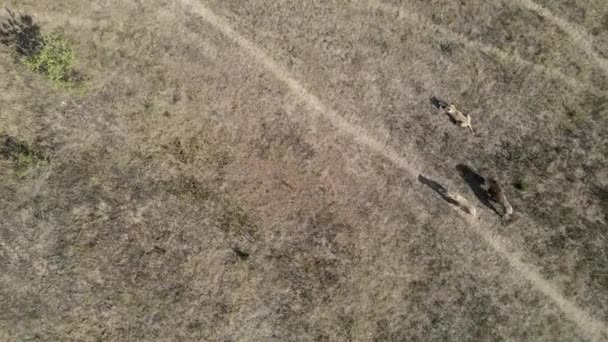Drone zobacz nagranie młodych lwów dumnych z afrykańskiej sawanny rano z tygrysami w parku narodowym — Wideo stockowe