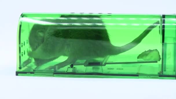 Big alive mouse or rat caught in green plastic humane mouse trap, inside view — Stock Video