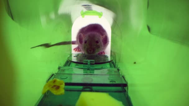 Große lebendige Maus oder Ratte gefangen in grünen Plastik humane Mausefalle, Innenansicht — Stockvideo