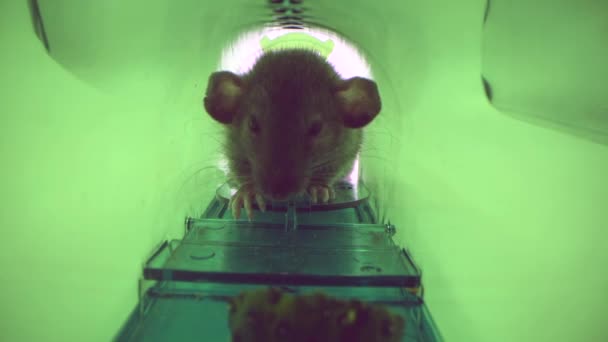 Grote levende muis of rat gevangen in groene plastic humane muizenval, binnenaanzicht — Stockvideo