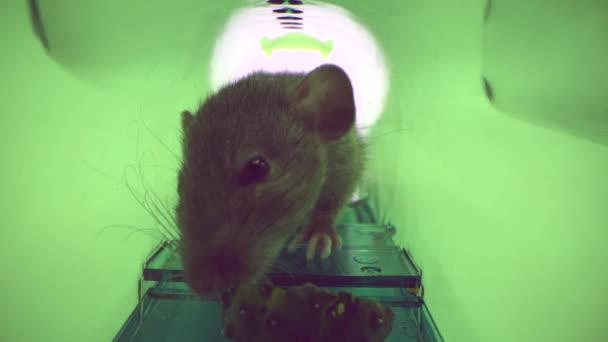 Șoarece mare viu sau șobolan prins în capcana verde de șoarece uman din plastic, vedere interioară — Videoclip de stoc