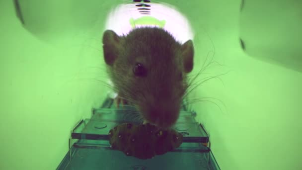 緑のプラスチック製の人間性のあるネズミの罠にかかった大きな生きているネズミやネズミが — ストック動画