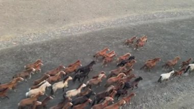 Koşan Vahşi Atlar. At sürüleri, bozkırlarda nehirde koşan mustanglar. 4k hdr ağır çekim