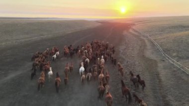Koşan Vahşi Atlar. At sürüleri, bozkırlarda nehirde koşan mustanglar. 4k hdr ağır çekim