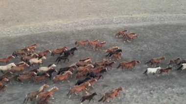 Koşan Vahşi Atlar. At sürüleri, bozkırlarda nehirde koşan mustanglar. 4k hdr ağır çekim