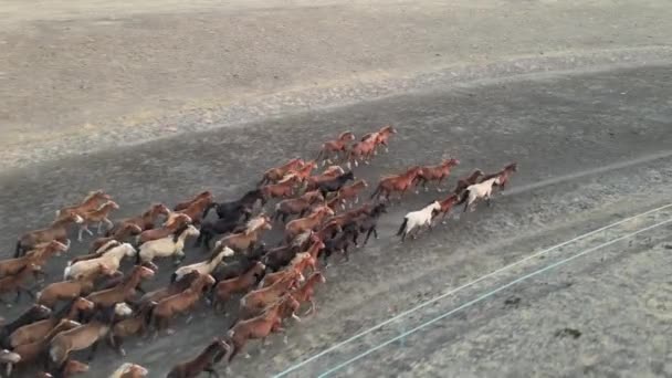 Wilde paarden op de vlucht. Paardenherder, mustangs op steppen naar de rivier. 4k hdr slow motion — Stockvideo