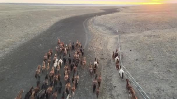 野生の馬が走る。馬の群れは、川への手順を実行しているマスタング。4kHDRスローモーション — ストック動画