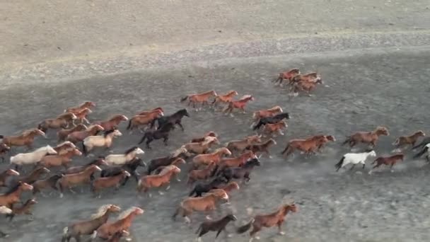 Vilda hästar springer. Hjordar av hästar, mustangs som springer på stäpper till floden. 4k hdr slow motion — Stockvideo