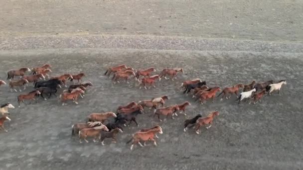 野生の馬が走る。馬の群れは、川への手順を実行しているマスタング。4kHDRスローモーション — ストック動画