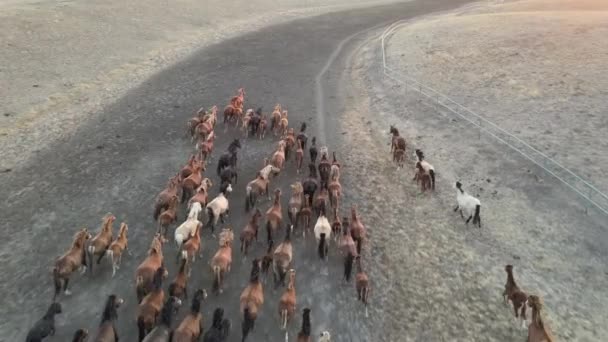 Vilda hästar springer. Hjordar av hästar, mustangs som springer på stäpper till floden. 4k hdr slow motion — Stockvideo