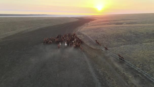 Caballos salvajes corriendo. Manada de caballos, mustangs corriendo en estepas a río. 4k hdr cámara lenta — Vídeo de stock