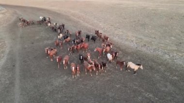 Koşan Vahşi Atlar. At sürüleri, bozkırlarda nehirde koşan mustanglar. 4k hdr ağır çekim