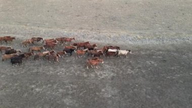 Koşan Vahşi Atlar. At sürüleri, bozkırlarda nehirde koşan mustanglar. 4k hdr ağır çekim