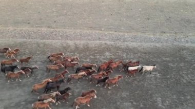 Koşan Vahşi Atlar. At sürüleri, bozkırlarda nehirde koşan mustanglar. 4k hdr ağır çekim