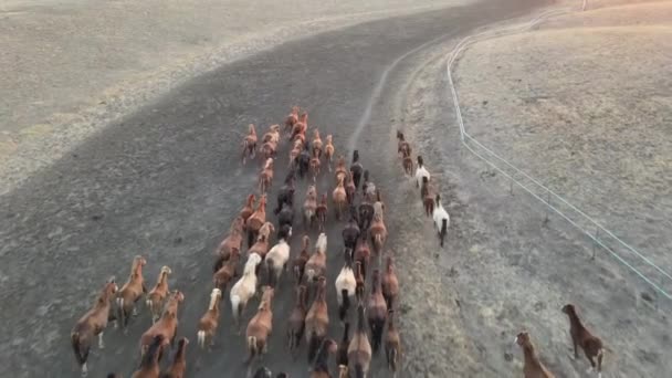 Dzikie Konie biegają. Stado koni, mustangi biegające po stepach do rzeki. 4k hdr zwolniony ruch — Wideo stockowe