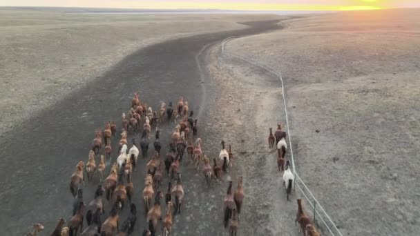 Wildpferde rennen. Pferdeherden, Mustangs, die über Steppen bis zum Fluss laufen. 4k hdr Zeitlupe — Stockvideo