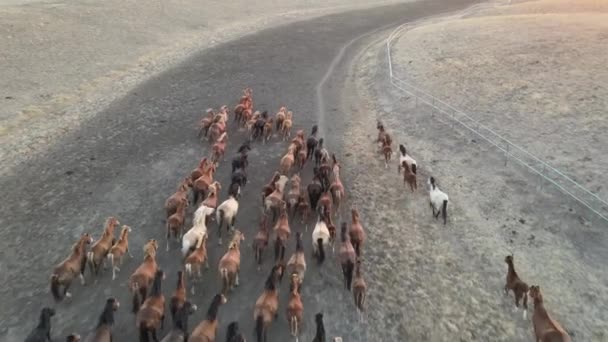 Divocí koně běží. Stádo koní, mustangové běžící po stepích k řece. 4k hdr zpomalený pohyb — Stock video