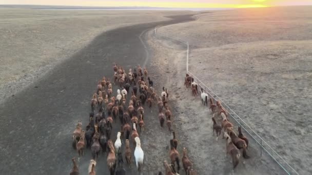Caii sălbatici aleargă. O turmă de cai, mustangi care aleargă în stepă spre râu. 4k hdr mișcare lentă — Videoclip de stoc