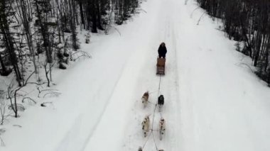 Köpek kızağı eğitmeninin İHA görüntüsü eğitimli köpeklerden oluşan bir ekip dağ geçidi, kışın ormanda kızak süren köpekli bir köpek.