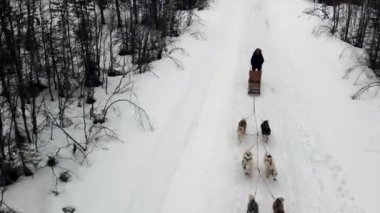 Köpek kızağı eğitmeninin İHA görüntüsü eğitimli köpeklerden oluşan bir ekip dağ geçidi, kışın ormanda kızak süren köpekli bir köpek.