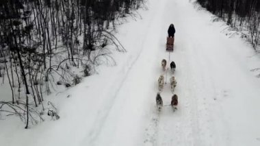 Köpek kızağı eğitmeninin İHA görüntüsü eğitimli köpeklerden oluşan bir ekip dağ geçidi, kışın ormanda kızak süren köpekli bir köpek.