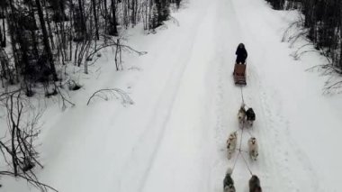 Köpek kızağı eğitmeninin İHA görüntüsü eğitimli köpeklerden oluşan bir ekip dağ geçidi, kışın ormanda kızak süren köpekli bir köpek.