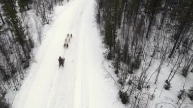 Köpek kızağı eğitmeninin İHA görüntüsü eğitimli köpeklerden oluşan bir ekip dağ geçidi, kışın ormanda kızak süren köpekli bir köpek.