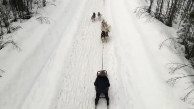Köpek kızağı eğitmeninin İHA görüntüsü eğitimli köpeklerden oluşan bir ekip dağ geçidi, kışın ormanda kızak süren köpekli bir köpek.