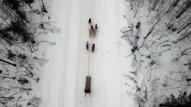 Köpek kızağı eğitmeninin İHA görüntüsü eğitimli köpeklerden oluşan bir ekip dağ geçidi, kışın ormanda kızak süren köpekli bir köpek.