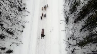 Köpek kızağı eğitmeninin İHA görüntüsü eğitimli köpeklerden oluşan bir ekip dağ geçidi, kışın ormanda kızak süren köpekli bir köpek.