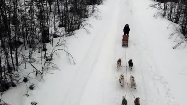 Drone Vista aérea del manejador de trineos de perros con equipo de perros husky entrenados paso de montaña, trineo de perros husky montar en el bosque de invierno — Vídeos de Stock