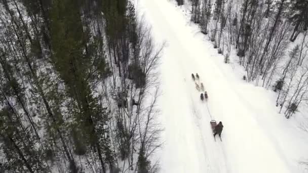 飞行员空中看到带着经过训练的哈士奇狗山口的狗拉雪橇的管理员，看到哈士奇狗雪橇在冬天的森林里骑着 — 图库视频影像