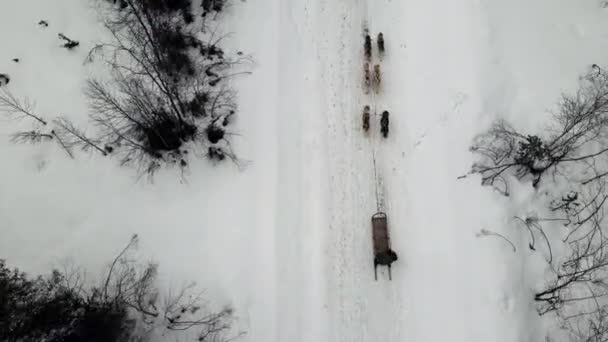 Drone Vista aérea del manejador de trineos de perros con equipo de perros husky entrenados paso de montaña, trineo de perros husky montar en el bosque de invierno — Vídeos de Stock